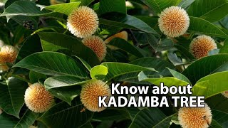 Kadamba Tree | Neolamarckia cadamba |