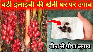 बड़ी इलायची के पौधे को घर में कैसे उगाएँ | How to Grow Elaichi at Home | Cardamom Plant grow at home