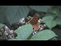 silver washed fritillary