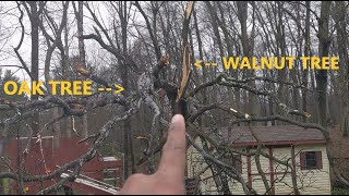 Tree falling caught on multiple cameras | Enjoy this rare footage.