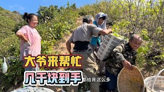 山里养蚕把树叶吃的只剩树枝，人多摘茧就是快，邻居坐满屋来帮忙