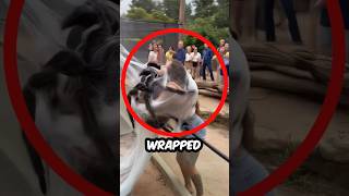 Giant Spider Attack Caught on Camera!😱