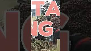 petani Bawang merah #vlog #shorts #petani #tanaman #crb