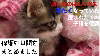 冷たくなっていた子猫の保護、51日間のまとめ