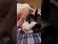 先生悲しいよ！先生の愛はやっぱり届かないの？…【病院猫のれいちゃん】 shorts