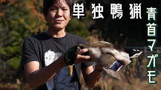 単独鴨猟でマガモ（アオクビ）！