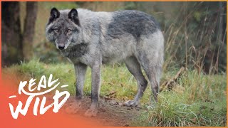 Wolves: Predator Or Prey? | The Trouble With Wolves | Real Wild