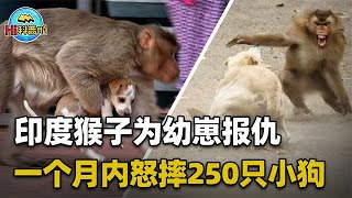 印度小猴被狗咬，猴群怒摔250只狗崽报复！猴子为何这么记仇？【Hi科普啦】