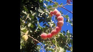 Guamuchil tree, a very easy to grow nitrogen fixer!