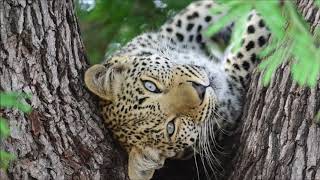 The most Beautiful Leopard ever seen!