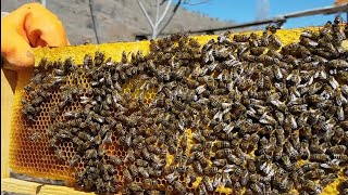 BAL ARILARI ERKEN İLKBAHAR BAKIMI - İLKBAHAR BAKIMINDA NELER YAPILMALI