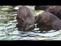 otterly amazing fun facts about otters