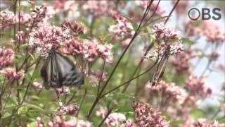 OBS大分放送「アサギマダラ」映像