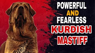 Kurdish Mastiff Dog The Ultimate Powerful and Fearless Guardian