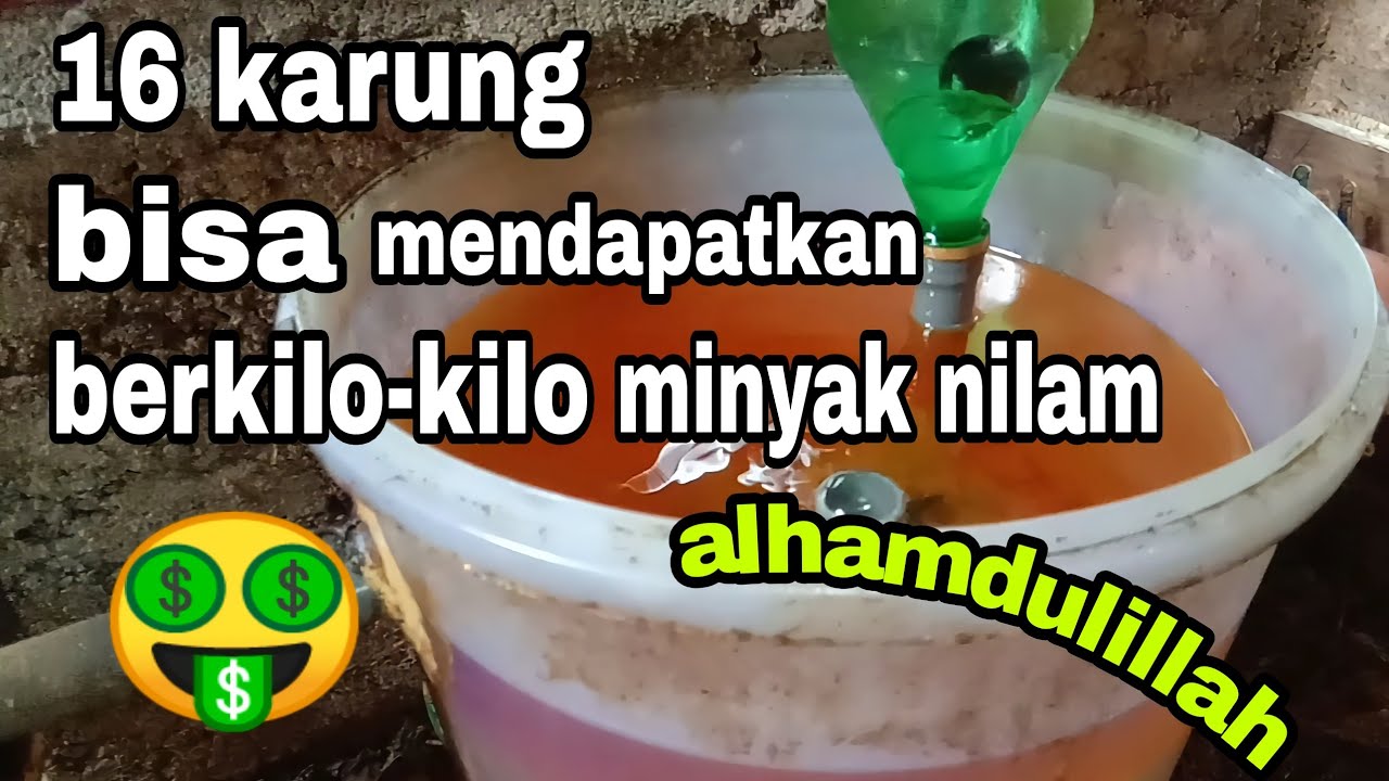 Proses Penyulingan Minyak Nilam Youtube
