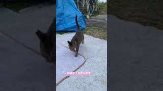 おはようございます #猫 #地域猫