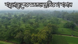 সমতল ভূমির চা বাগান, তেঁতুলিয়া, পঞ্চগড়  Plane Land Tea Garden at Panchagarh