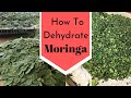 How to Dehydrate Moringa and make Moringa Powder Recipe |  Dry Moringa Leaves