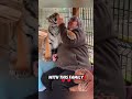 this orphaned tiger cub was rescued by a kind man and then this happened rescue tiger