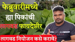 फेब्रुवारी महिन्यात या पिकांची लागवड करा / पिकांचे नियोजन संपूर्ण माहिती / मालामाल करणारे पीक