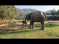 Baby Elephant Pyi Mai First Time to Enjoy In The Pool - Eleflix