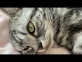 猫が隣で寝つつゴロゴロ音をさせている気分になるリラックス動画 【ねこのふみふみ】