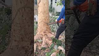 Today job cutting gemelina tree #shorts