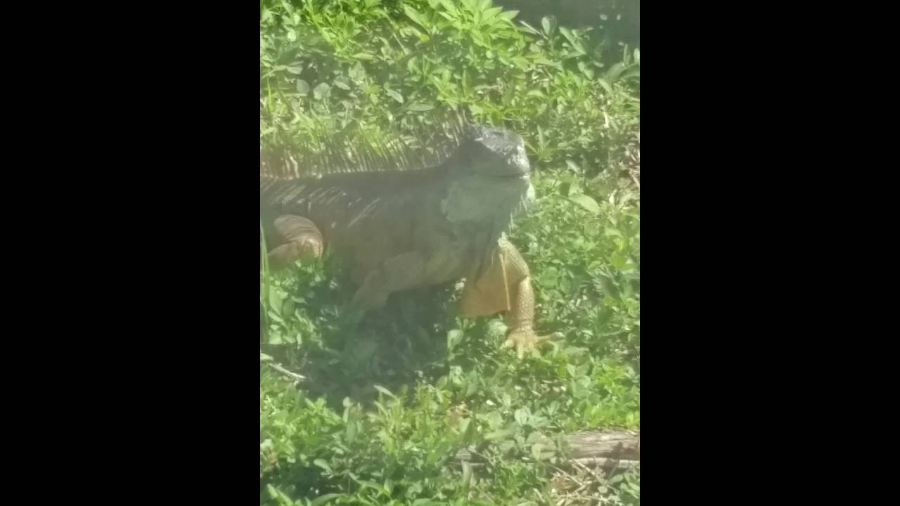 Key West Iguana Jurassic Park I Youtube