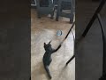 black cat playing#shorts #kucing