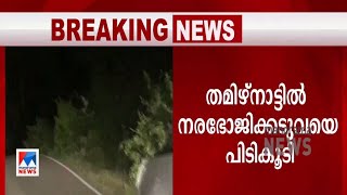 4 പേരെ കൊന്നു; 21 ദിവസം നടത്തിയ തിരച്ചിലിനൊടുവില്‍ കടുവയെ പിടിച്ചു | Tiger