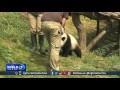 belgian zoo celebrates birthday of its first baby panda