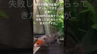 金魚すくいの金魚が鯉っぽい件