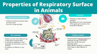 Properties of Respiratory Surface in Animals