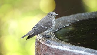 権現山バードサンクチュアリのエゾビタキの水浴び　その１２（4K60P動画）