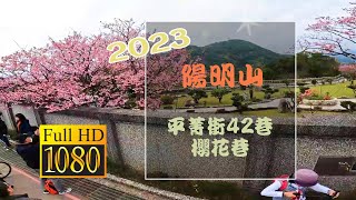 台北市平菁街42巷櫻花巷 2023兔年初五搭303公車上陽明山賞櫻花 Yangmingshan Cherry blossoms CC字幕