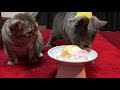 【初めての猫用ケーキ】まるちゃんの誕生日を猫用ケーキでお祝いしました！！