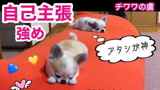 【NO.103仲良し姉弟】ママもヨギボーも独占したいチワワが可愛い💕