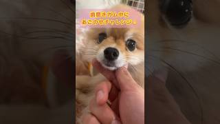 めちゃくちゃ仕方なくしてる🤣笑　#pomeranian #ポメラニアン #癒し #あごのせ #きなこ #歯磨きガム #कुत्ता #पोमेरेनियन