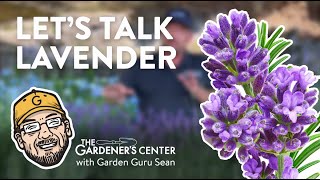 Let's Talk Lavender 💜 Garden Guru Sean at The Gardener's Center