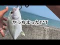 『1日1魚チャンネル』朝から水路でリベンジ！！ドラグ、ライン、準備万端！いつでもこい！ 沖縄ルアー釣り 沖縄ルアー ライトゲーム