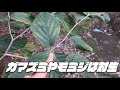 【樹木解説】マンサク　春を告げる黄色い花！左右非対称の葉！？