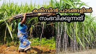 കരിമ്പിൻ പാടങ്ങളിലൂടെ | Marayoor sugarcane farm | Sheji Vlogs | Munnar tourist places