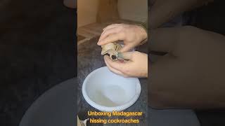 Unboxing Madagascar hissing cockroaches