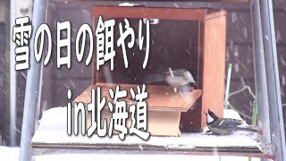 雪の日の餌やりin北海道。【越冬給餌】