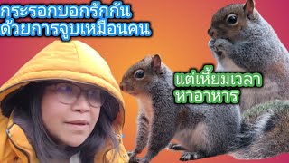 กระรอกกับความดุดันในการหาอาหาร #Squirrel #เมียฝรั่ง