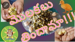 మొలకలు ఎంతో సులభం # ఇంట్లో తయారు చేసేయడం#Make sprouts at home in a easy ways