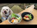 【愛犬とキャンプ】南国風キャンプ場で愛犬にロコモコ丼作ったら大喜びでした🐶浜名湖パークビレッジ｜トイプードル