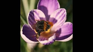 I Planted 280 Crocus Bulbs In The Lawn 🌿 Early Wildlife Friendly Lawn 🌿 @smallgreyhouse