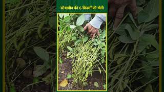 मध्य प्रदेश के इस किसान ने अपनाई सोयाबीन की उन्नत किस्मों की खेती | Soybean Farming | #shorts