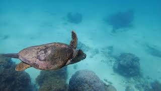 Plonger en Nouvelle Calédonie 22 12 08 Passe intérieure Boulairi   Tortue grosse tête